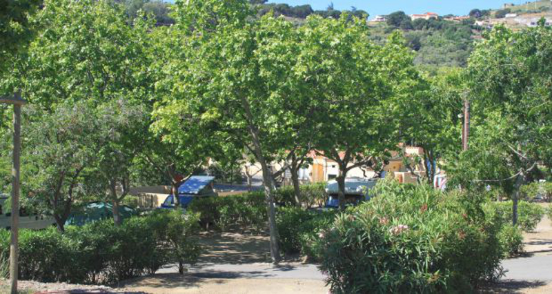 Camping La Pinède 1