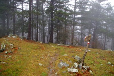 Brume au coeur de la forêt de l'Ullat