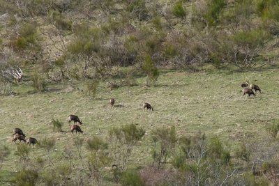 Troupeau d'isards, Sant Guillem