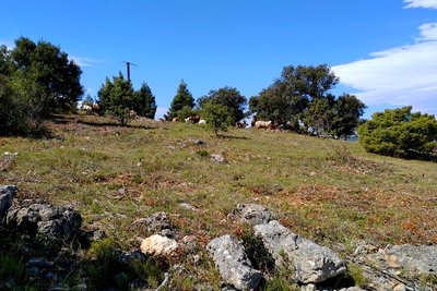 Les chèvres sauvages du Roc de Majorca