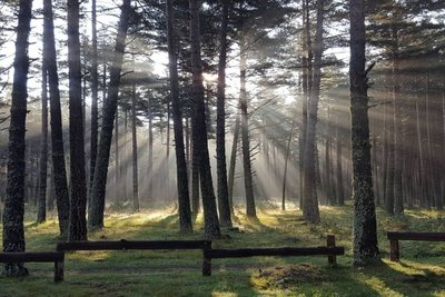 Forêt de la Mata