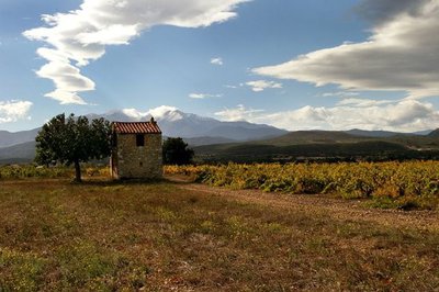 Casot, vignes et Canigo