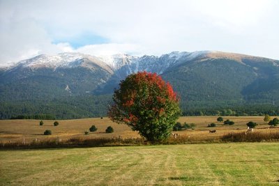 Bouleau (feuilles d’automne) et vue sur le Cambra d'Ase