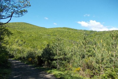 Forêt de Boucheville