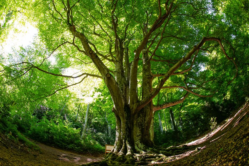 Le Fajas, arbre remarquable