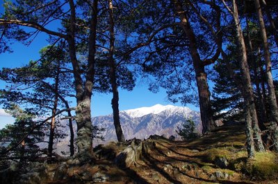 Vue sur le Canigó entre les pins